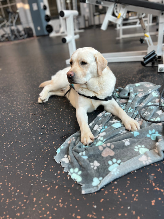 The New Phase of Service Dog Training: Beau Goes to the Gym with Charlie
